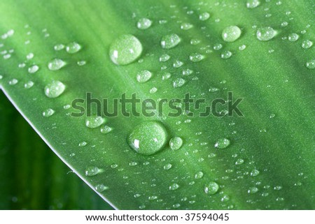 Bamboo,with Water Drops