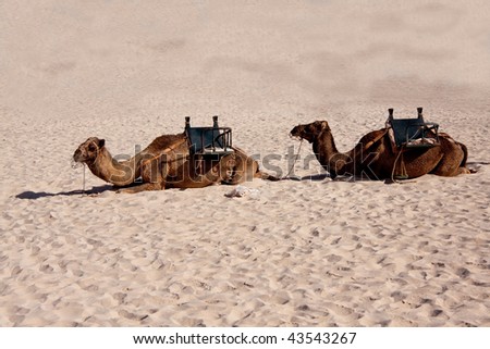 Two Camels in the Desert