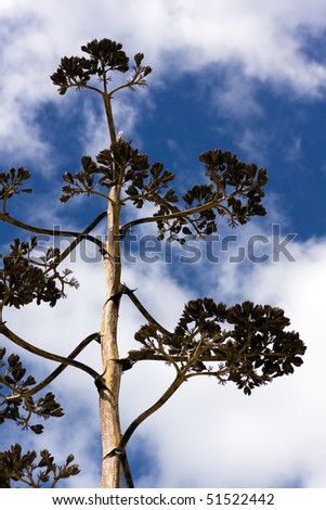 Dry agave flower. Succulent plant against blue sky. Also known as Century Plant.