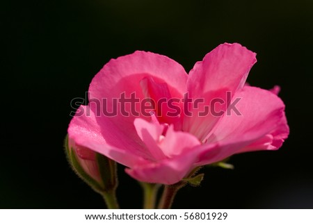 Pink hortensia hydrangea ,on the dark background,