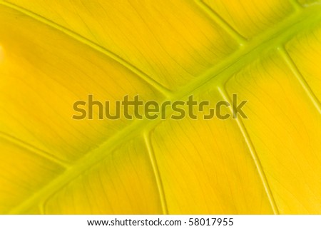 Big Yellow Leaf Structure