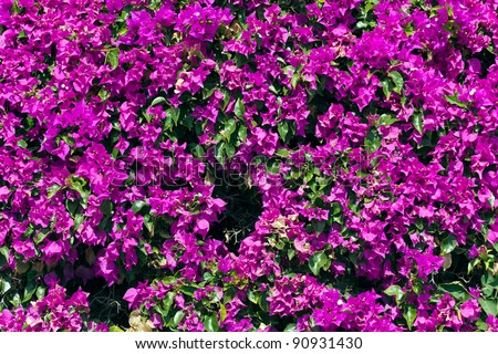 Flower Wall,Background