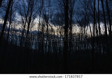 this forest  and dark clouds and began to descend into the dark woods