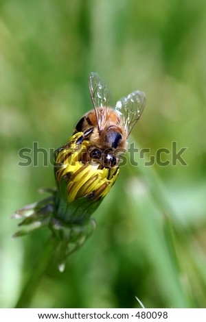Honey Bee on flower