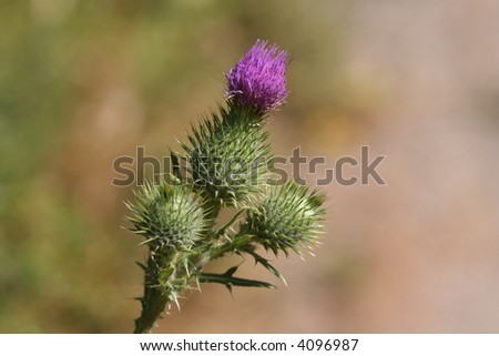 Green Spiky Flowers