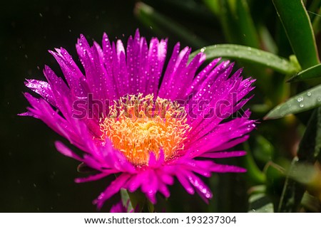 Hottentot fig flower in the rain