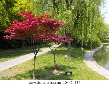 Chinese maples next to a pond in Shanghai, China.