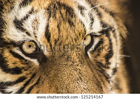 A closeup of a Siberian tiger's face at the Siberian Tiger Reserve in Harbin China