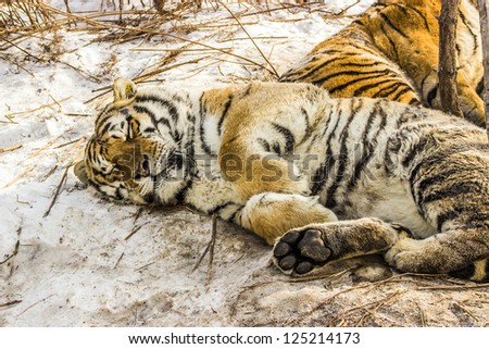 A Siberian Tiger sleeping on the snow at the Siberian Tiger Reserve in Harbin China