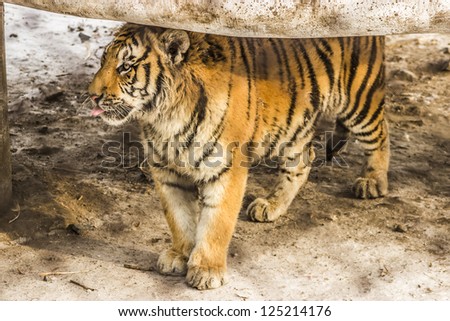 Siberian tiger at the Siberian Tiger Reserve in Harbin China
