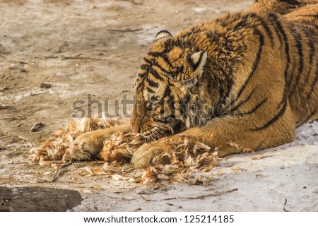 A Siberian tiger eating a chicken at the Siberian Tiger Reserve in Harbin China