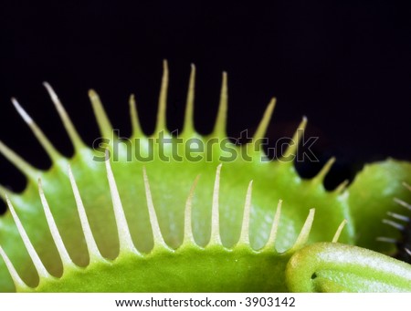 Macro Detail of the Venus Fly Trap Plant