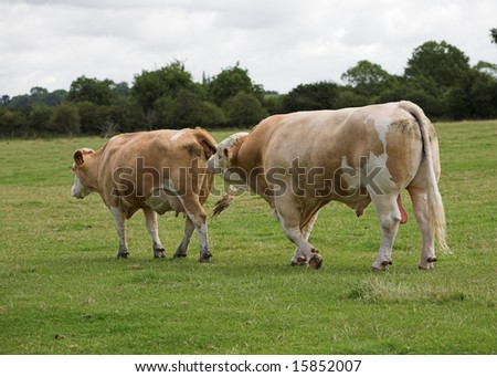 Bull Cow Mating