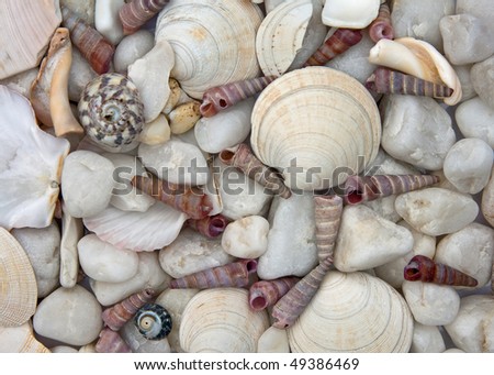 A collection of mainly white stones and shells from a beach.