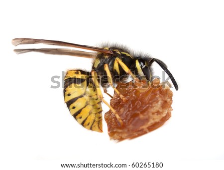 Fruit Wasp