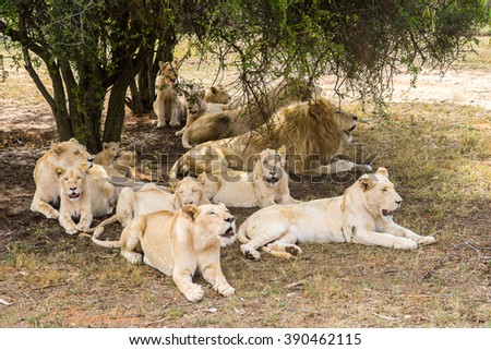 Group of lions, under the shade of the tree