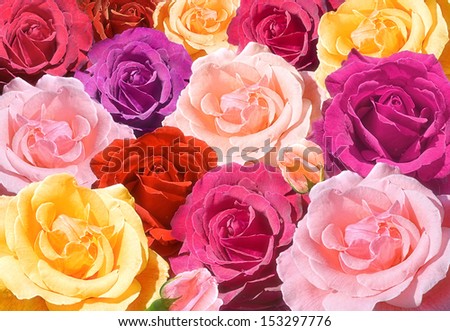 Red, pink, purple and yellow roses closeup