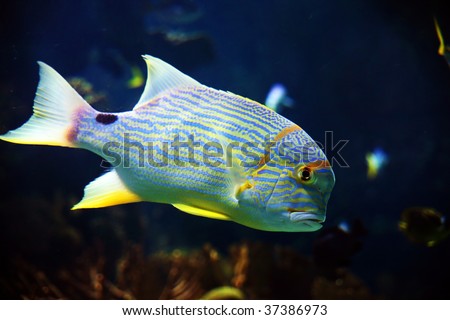 Deep  Fishing Oceanside on Golden Fish In The Sea In The Coast Of Spain Stock Photo 37386973