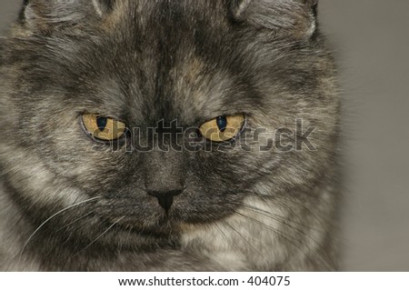 British Short Hair pedigree cat close up of face
