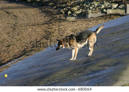 Alsatian dog (german shepherd) on beach slope with ball