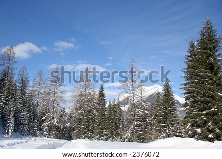 alpine fir tree