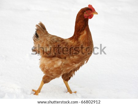 Chicken running in snow