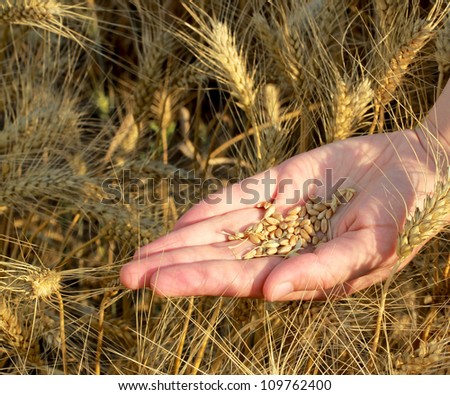female hand with seeds and wheat land