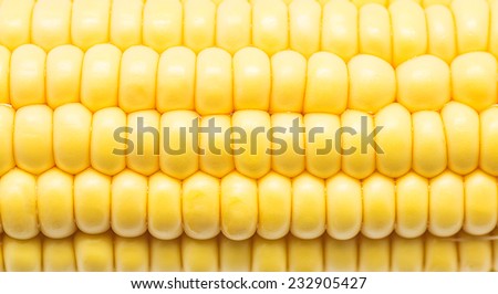 Product macro photograph of an ear of corn on white background