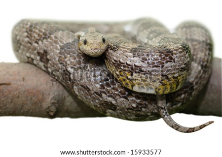 grey corn snake