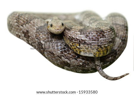 grey corn snake