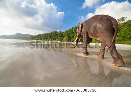 Walking elephant on the tropical beach background. Havelock island, India.