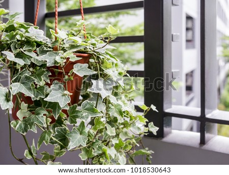 Home and garden concept of english ivy plant in pot on the balcony