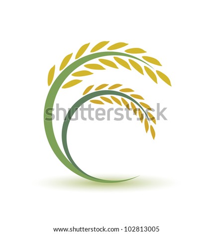 Rice on white background Rice on white background