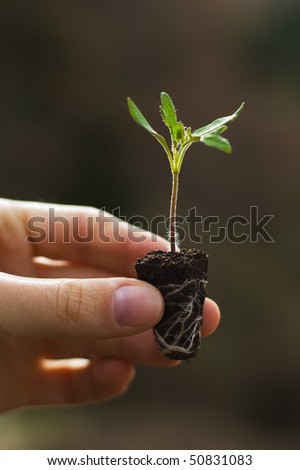 seedling clip art. stock photo : Seedling in hand