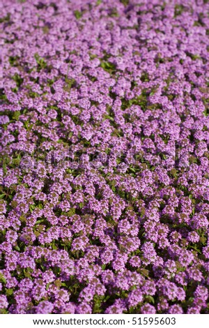 Wild thyme floral pattern. Selective focus on foreground. Good for thyme spice or tea packaging.