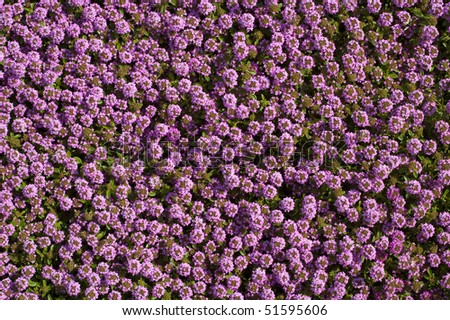 Aromatic Wild Thyme flower pattern. Good for thyme spice or tea packaging.
