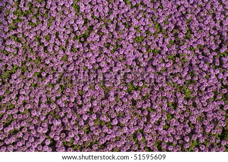 Floral background with aromatic wild thyme pattern. Good for thyme spice or tea packaging.