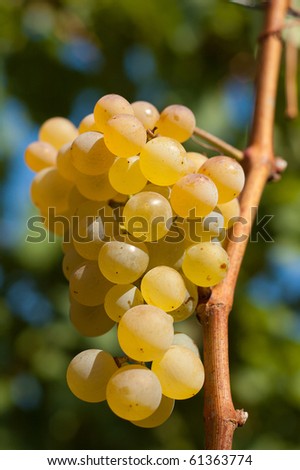 White grapes in vineyard. Background out of focus.
