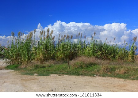 High grass and clouds