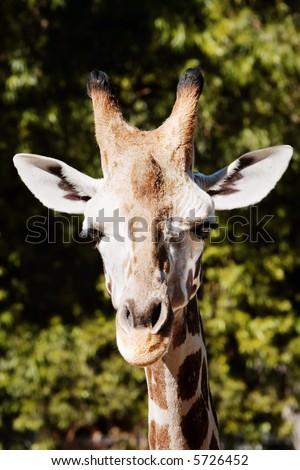 Close up of the face of a giraffe at eye level.