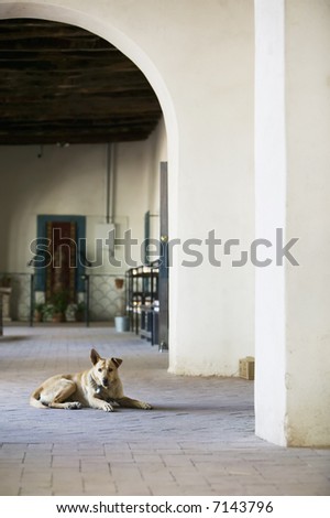 Yellow dog at a church with altar in the background.