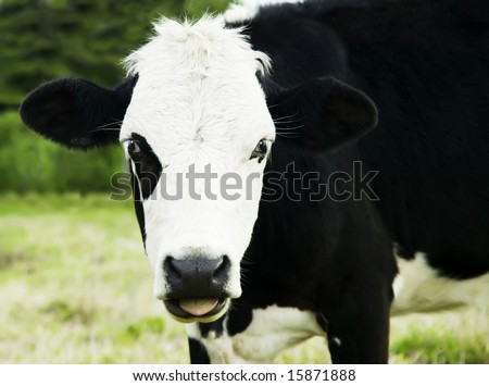 Close Up of Black and White Cow Face