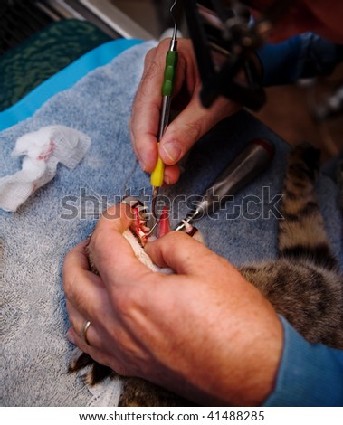 Veterinarian cleaning teeth on a small pet cat