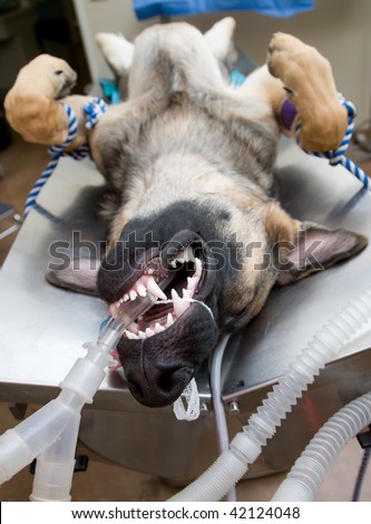 Large dog under anesthesia in veterinarian clinic