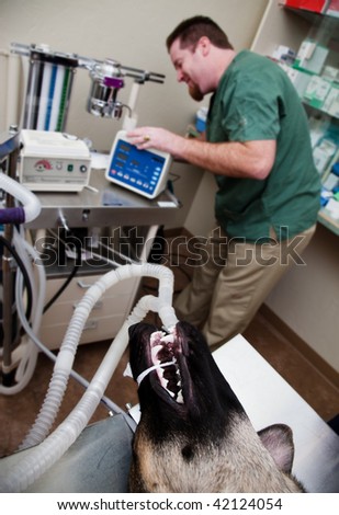 Large dog under anesthesia in veterinarian clinic with technician in background