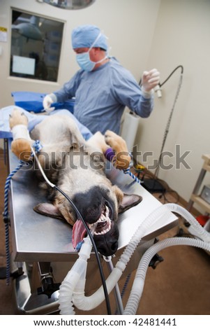 Veterinarian performing Surgery on German Shepherd Under Anesthesia
