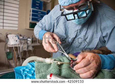 Veterinarian performing dental extraction on small dog