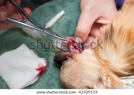 Veterinarian performing dental extraction on small dog
