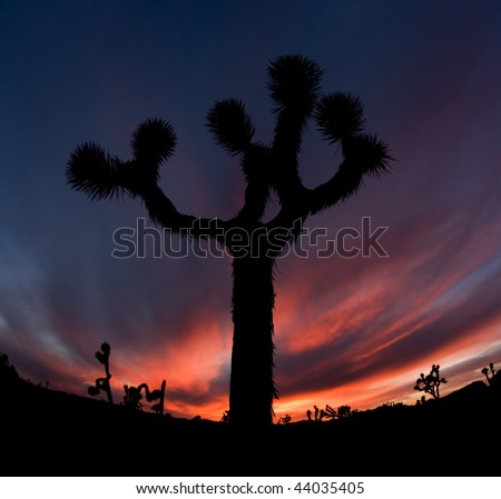 Joshua Tree Silhouette in California National Park at Sunset