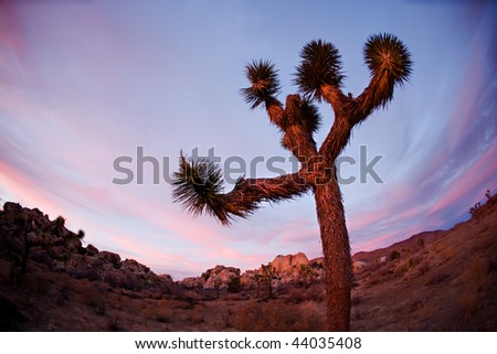 Joshua Tree Silhouette in California National Park at Sunset